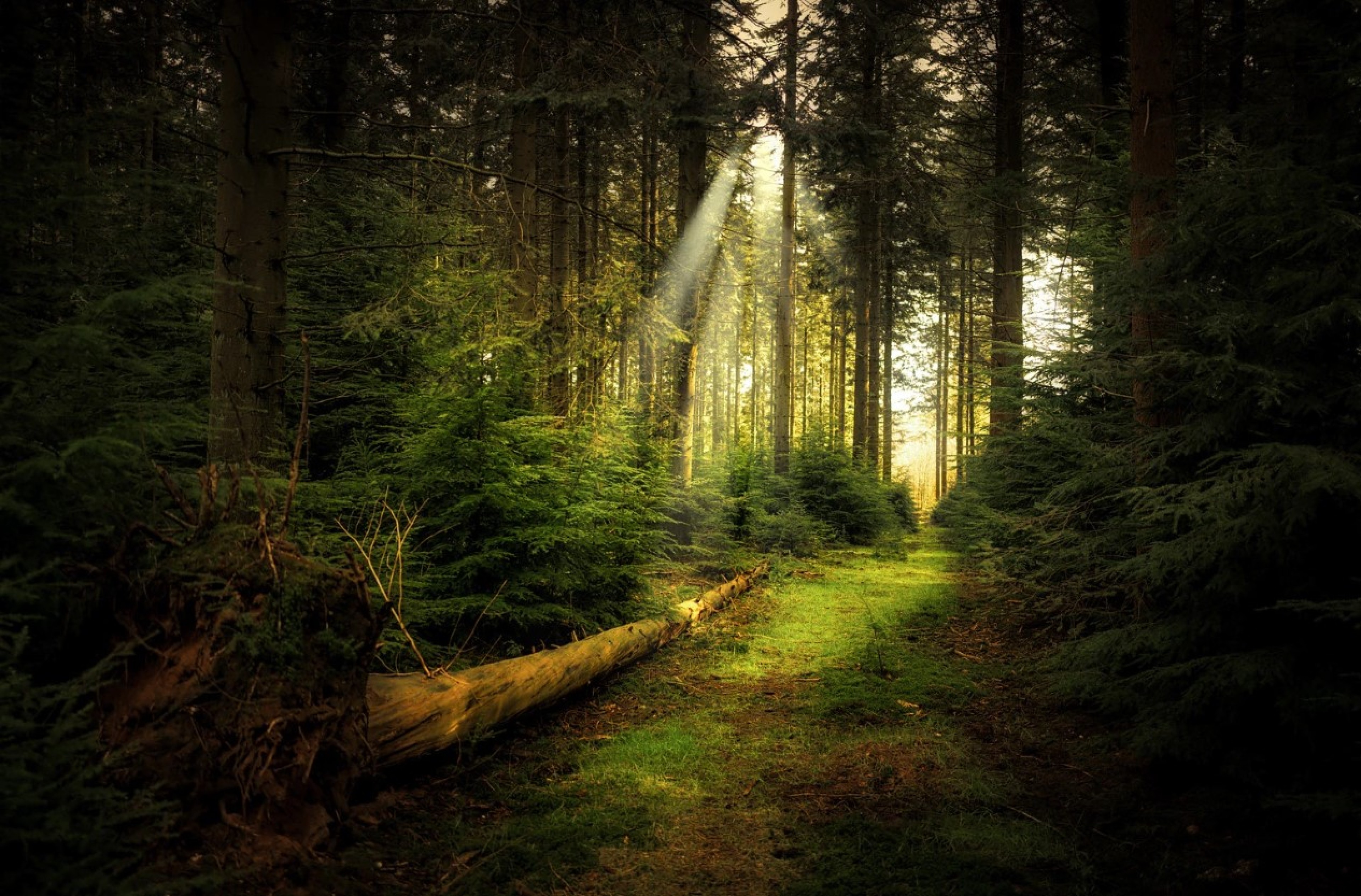 Scoutaround White Logo