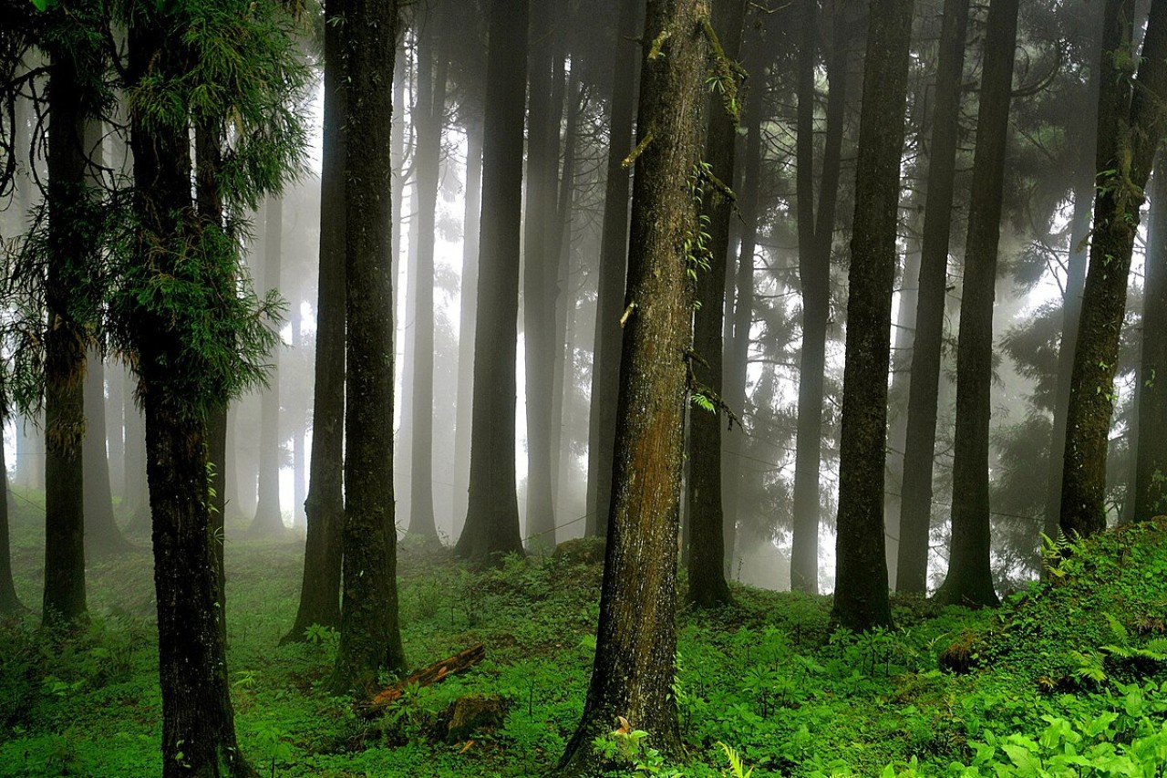 Scoutaround White Logo